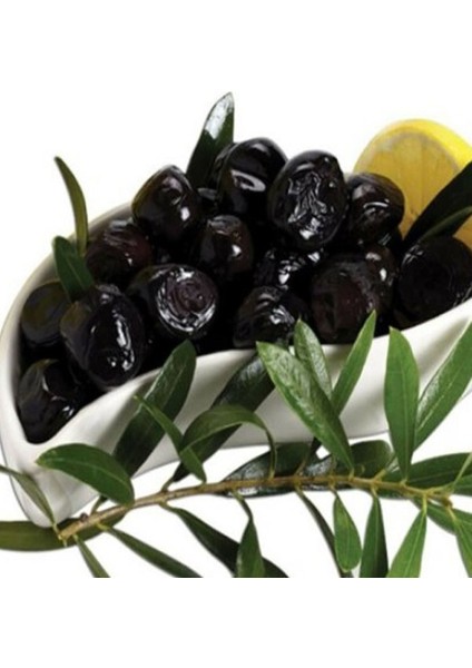 50'li Gemlik Trilye Zeytin Fidanı Tüplü 2 Yaş 1,5 m