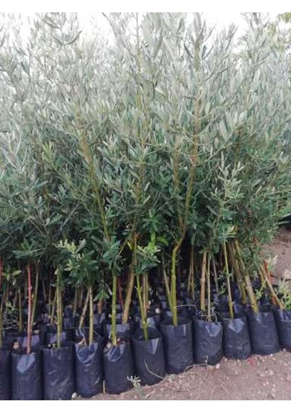50'li Gemlik Trilye Zeytin Fidanı Tüplü 2 Yaş 1,5 m