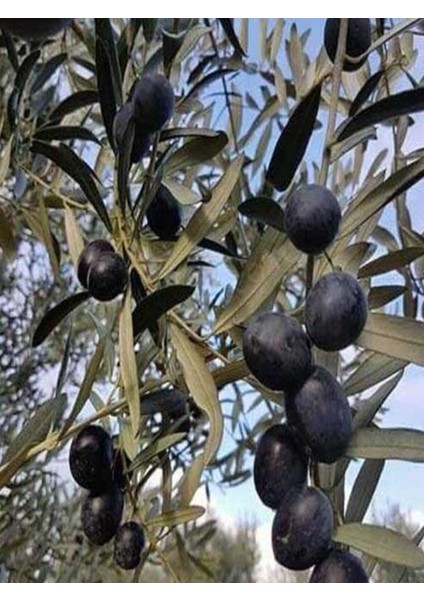 3 Adet Gemlik Trilye Zeytin Fidanı Tüplü 2 Yaş 1,5 m