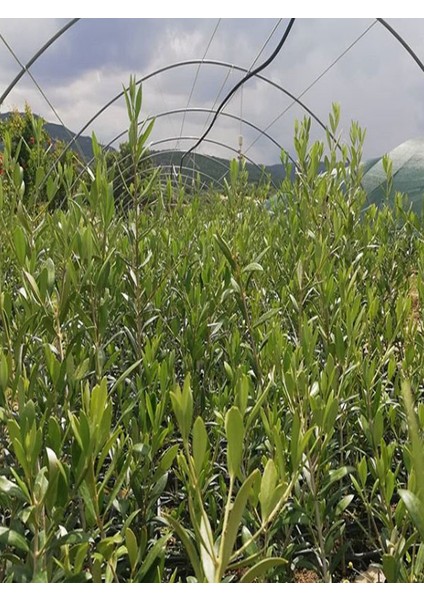 100 Adet Saksılı Tam Bodur Arbequina Zeytin Fidanı 1 Yaş - 30-60 Cm