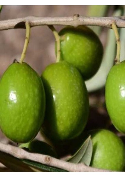 1'li Tavşan Yüreği Çil Topak Zeytin Fidanı Tüplü 2 Yaş 1 m