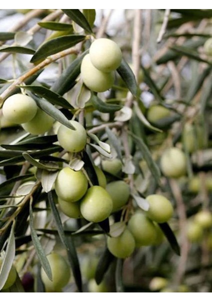 50'li Memecik Iri Meyveli Zeytin Fidanı Tüplü 2 Yaşında 1 m fiyatları