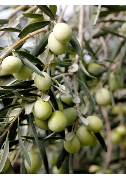 5'li Memecik Iri Meyveli Zeytin Fidanı Tüplü 2 Yaşında 1 m