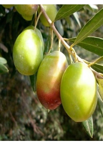 4'lü Zeytin Fidanı Çok Iri Meyveli Kalamata Eşek Tüplü 60 cm 1 Yaş
