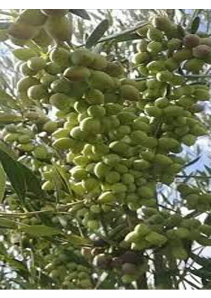 3 Adet Zeytin Fidanı Koroneiki Bodur Tüplü 2 Yaşında 1 m