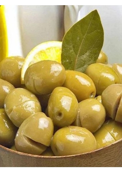 1'li Ayvalık Edremit Zeytin Fidanı Tüplü Yaş 1 Boy 1,5 m