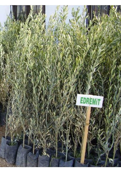 1'li Ayvalık Edremit Zeytin Fidanı Tüplü Yaş 1 Boy 1,5 m