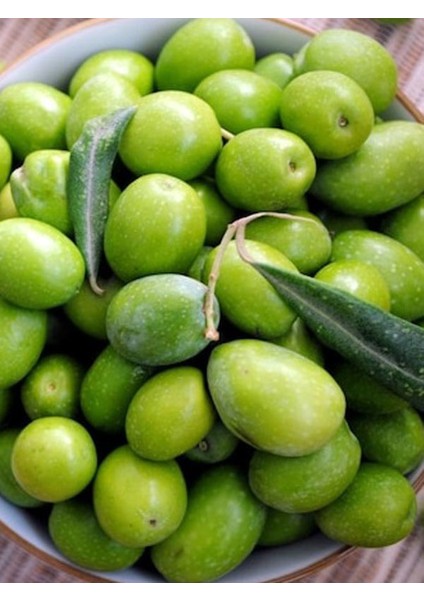 1'li Ayvalık Edremit Zeytin Fidanı Tüplü Yaş 1 Boy 1,5 m