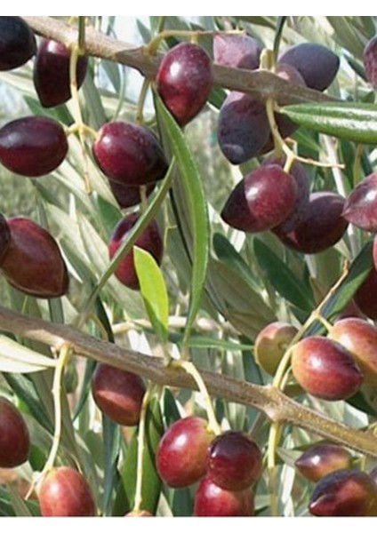 2'li Zeytin Fidanı Koroneiki Bodur Tüplü 2 Yaşında 1 m