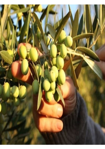 2'li Zeytin Fidanı Koroneiki Bodur Tüplü 2 Yaşında 1 m