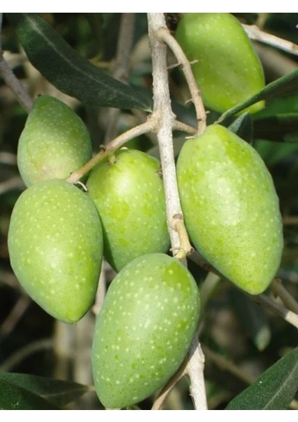 NET TARIM 3 Adet Memecik Iri Meyveli Zeytin Fidanı Tüplü 2 Yaşında 1 m