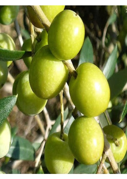 3 Adet Halhalı Zeytin Fidanı Tüplü Yaş 1-2 Boy 60-80 cm