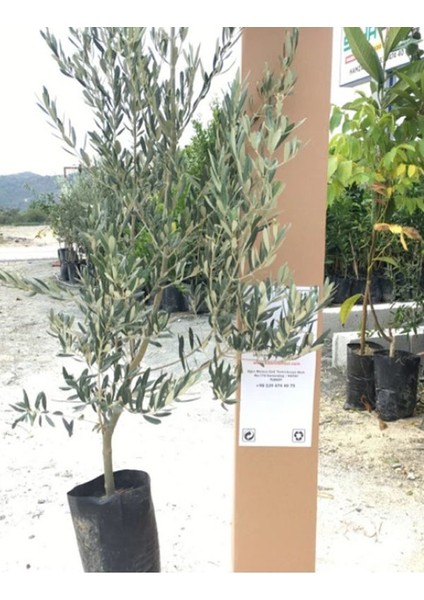 3 Adet Halhalı Zeytin Fidanı Tüplü Yaş 1-2 Boy 60-80 cm