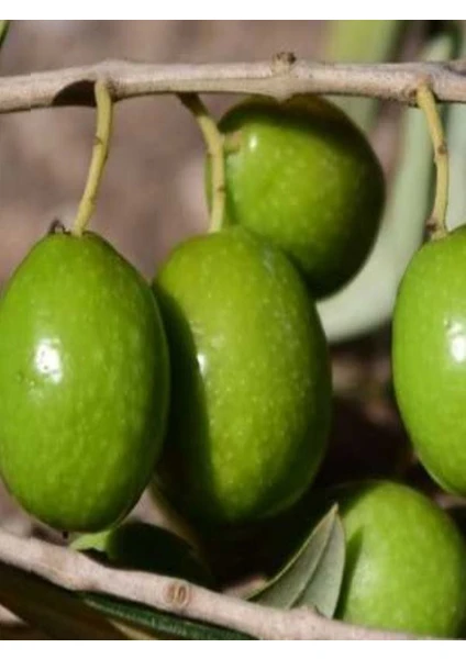 NET TARIM 3 Adet Tavşan Yüreği Çil Topak Zeytin Fidanı Tüplü 2 Yaş 1 m