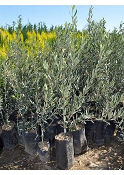 1'li Domat Zeytin Fidanı Tüplü 2 Yaş 1,5 m