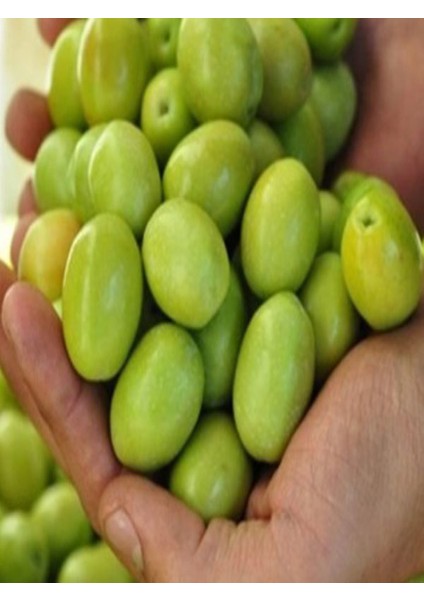 1'li Domat Zeytin Fidanı Tüplü 2 Yaş 1,5 m