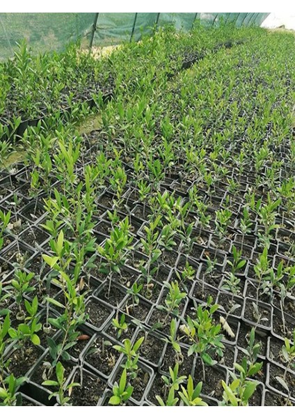 10'lu Saksılı Tam Bodur Arbequina Zeytin Fidanı 1 Yaş - 30-60 Cm fırsatları