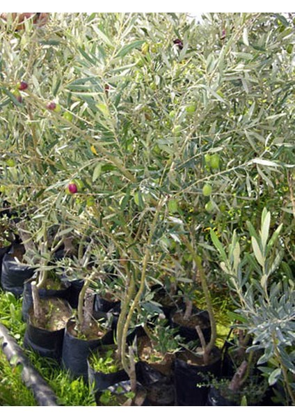 3'lü Zeytin Fidanı Çok Iri Meyveli Kalamata Eşek Tüplü 60 cm 1 Yaş fiyatları