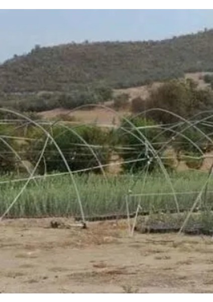 5'li Saksılı Tam Bodur Arbequina Zeytin Fidanı 1 Yaş - 30-60 Cm fiyatları