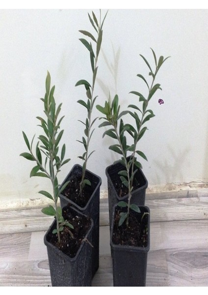 20'li Saksılı Tam Bodur Arbequina Zeytin Fidanı 1 Yaş - 30-60 Cm