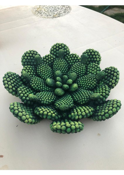 Veranin Firçasi Dekoratif Kaktüs Tabak