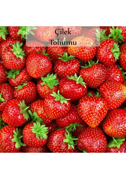 Zencefil Organik Çilek Tohumu 1 Paket (0,5 Gr)