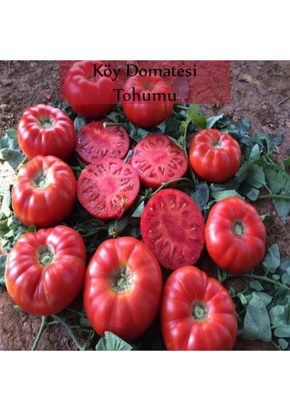 Zencefil Organik Köy Domatesi Tohumu 1 Paket (3GR=850+ Adet) Domates Tohumu