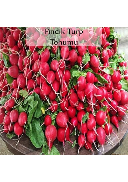 Zencefil Organik Fındık Turp Tohumu 1 Paket (10GR=1000+ Adet) Turp Tohumu Fındık Turp