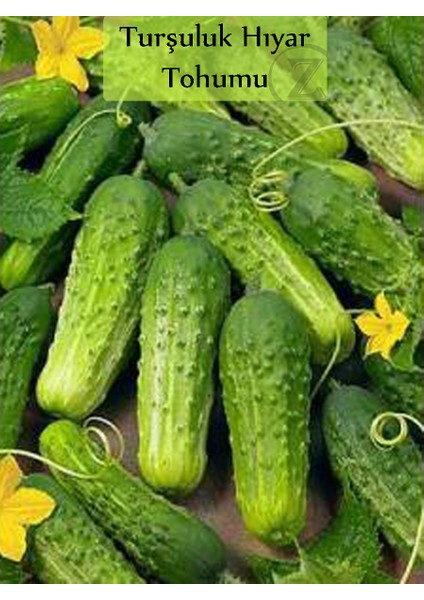 Zencefil Organik Hıyar Tohumu Kornişon 1 Paket (5GR=300+ Adet) Turşuluk Salatalık Tohumu fiyatları