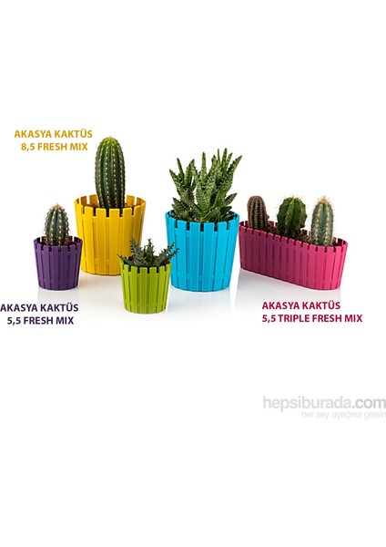 Akasya Kaktüs 5,5 Trıple Fresh Mıx