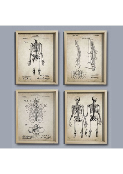 Doğal Çam Çerçeveli Duvar Tablosu Insan Anatomy 4' Lü Set