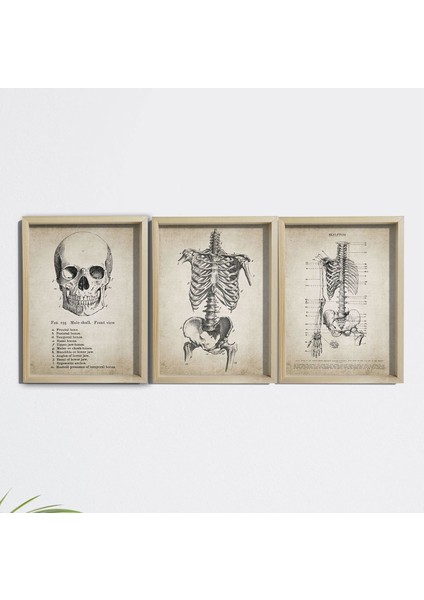 Doğal Çam Çerçeveli Duvar Tablosu Antik Anatomisi 3'lü Set