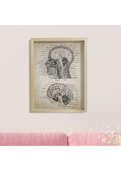 Doğal Çam Çerçeveli Duvar Tablosu Baş ve Beyin Anatomisi