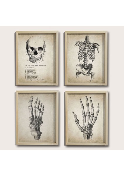 Doğal Çam Çerçeveli Duvar Tablosu Insan El ve Vücut Anatomy