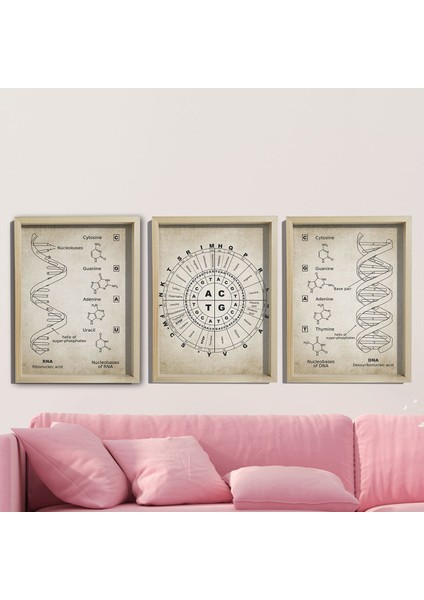 Doğal Çam Çerçeveli Duvar Tablosu Antik Dna ve Rna Genetik Kod Seti