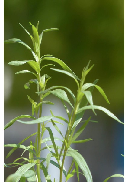 1 Paket Istanbul Baharat Tarhun 30 gr fiyatları