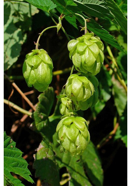 6 'lı Istanbul Baharat Şerbetçi Otu 20 gr modelleri