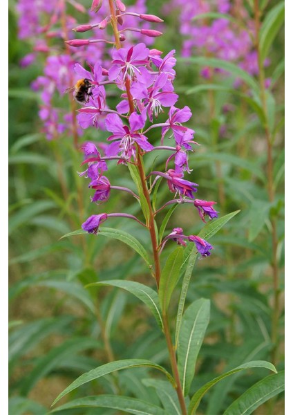 3 'lü Istanbul Baharat Yakı Otu (Mera Gülü) 50 gr modelleri