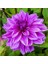 Yıldız Soğanı Dahlia Lilac Time Soğanı 1 Adet Dev Yıldız Çiçeği Boy 120 cm 1