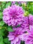 Yıldız Soğanı Dahlia Lilac Time Soğanı 1 Adet Dev Yıldız Çiçeği Boy 120 cm 3