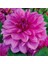 Yıldız Soğanı Dahlia Lilac Time Soğanı 1 Adet Dev Yıldız Çiçeği Boy 120 cm 4