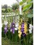 Purple Flora Mor Glayör (Kılıç Çiçeği) Soğanı 5 Adet (Boy 80-120CM) 3