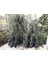 Zeytin Fidanı Aşılı Gemlik Zeytin Fidanı 3-4 Yaş 3