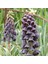 Tacirdepoticaret Purple Fritillaria Persica Ters Lale Soğanı (1 Adet) 1