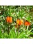 Tacirdepoticaret Orenge Aurora Fritillaria Imperialis Turuncu Ters Lale Soğanı (5 Adet) 1