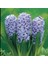 Tacirdepoticaret Cornflower Blue Delft Mavi Sümbül Soğanı (3 Adet) 1
