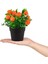 3’lü Set Siyah Mini Plastik Saksıda Yapay Kokina, Limon ve Mandalina Çiçeği 4