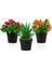 3’lü Set Siyah Mini Plastik Saksıda Yapay Kokina, Aloe Vera ve Mandalina Çiçeği 1