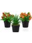 3’lü Set Siyah Mini Plastik Saksıda Yapay Nar, Mandalina ve Aloe Vera Çiçeği 1