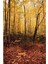 Autumn Forest (Sonbahar Ormanı) Printed Vinyl Backdrop 1